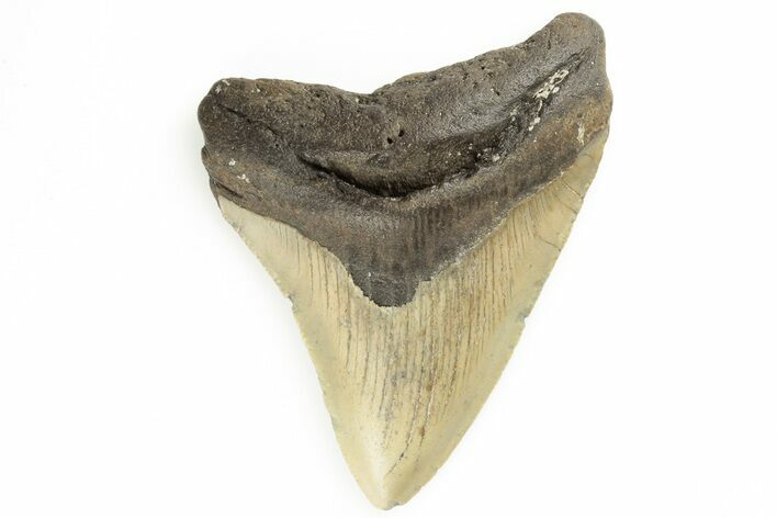 Fossil Megalodon Tooth - North Carolina #190938